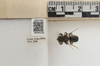 Media type: image;   Entomology 791122 Aspect: Labels